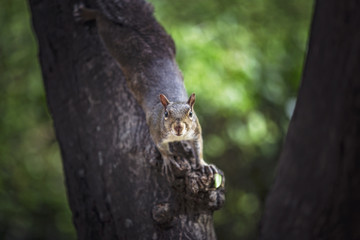 Fototapeta premium squirrel