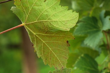 Grape leaves