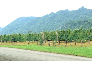 Road in the vineyard