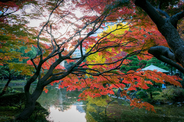 日比谷公園の紅葉