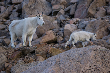 Mountain Goat Mother and Kid