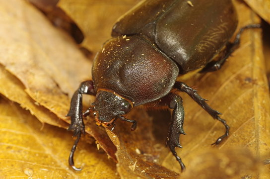 カブトムシ　　メス