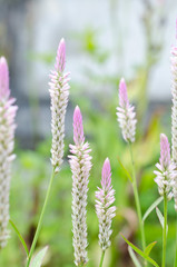 Soft focus of Celosia argentea flowers in nature