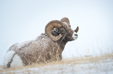 Bighorn