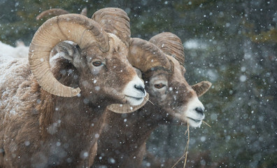 Bighorn