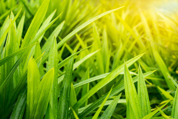 Water on pandan leaves