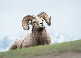 Bighorn