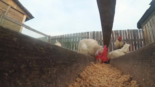 Chickens in the hen house eat food.