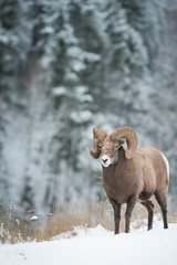 Bighorn