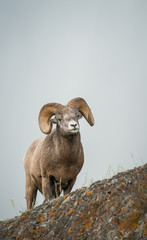 Bighorn