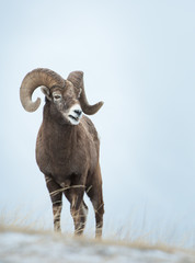 Bighorn