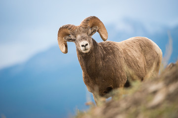 Bighorn