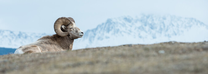 Bighorn
