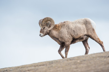 Bighorn