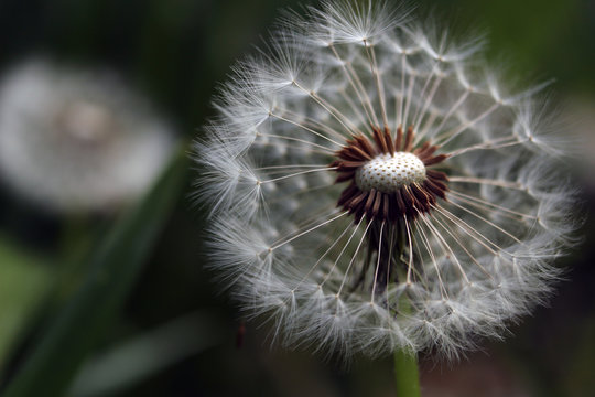 Dandelion showing the texture of the seeds, the cushion and the feathery parachutes.  The backgound is softly out of focus