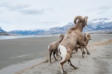 Bighorn