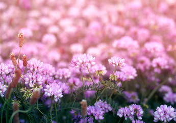 Photo background of a pink delicate clover