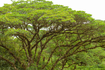 Lush rainforest canopy Monteverde Costa Rica