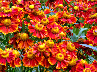 Toronto High Park beautiful daisies 2017