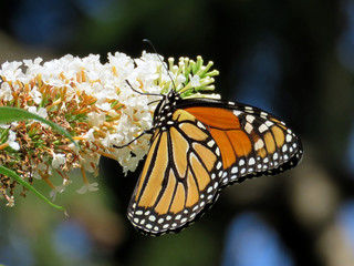 Fototapeta na wymiar Toronto High Park Monarch on a white flower 2017