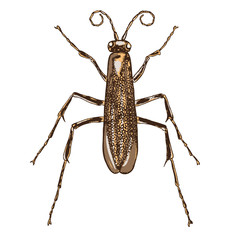 Color insects bug. Colourful species in vintage old hand drawn stippling and hatching, shading style for Halloween. Engraved stipple woodcut. Vector.