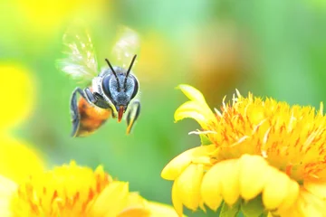 Fotobehang a Bee flying to the beautiful flower © wirakorn