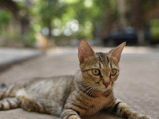 Cat with Green background