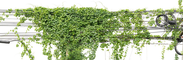 Plants ivy. Vines on poles on white background, clipping path.