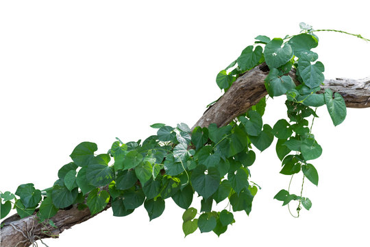Vine on tree in white background, clipping path
