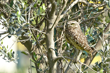 Mochuelo (Athene cunicularia)