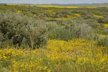 Beautiful yellow goldifelds blossom