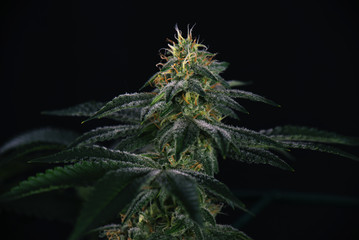 Cannabis cola (fire creek marijuana strain) with visible hairs and leaves on late flowering stage
