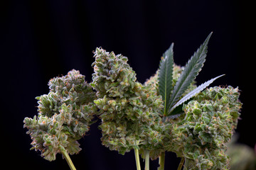 Fresh cannabis flowers (Mangolope marijuana strain) with leaf isolated over black