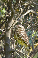 Mochuelo (Athene cunicularia)
