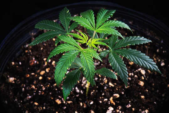 Potted cannabis plant (Green Crack strain) growing in soil medium - medical marijuana farming concept