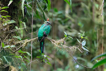 Quetzal bird wild Monteverde Costa Rica