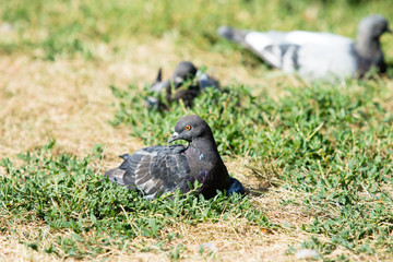 Pigeons are sitting in the grass