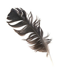 Feather isolated on the white background