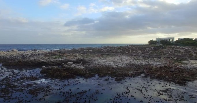 Penguins and Cormorants in Betty's Bay, South Africa