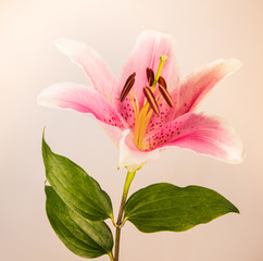 Lily flowers vintage photo vintage