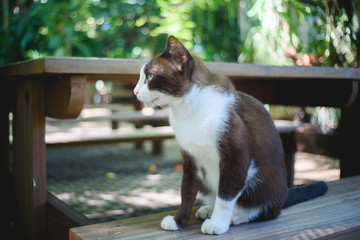 white and brown cat sit on table