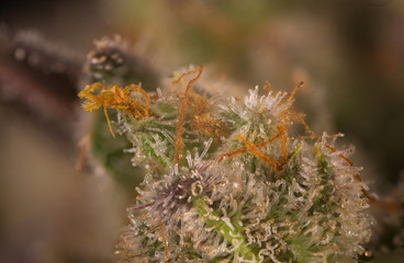 Macro detail of cannabis bud (mangolope marijuana strain) with visible hairs and trichomes