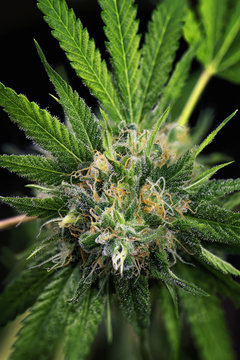 Cannabis cola (black russian marijuana strain) with trichomes and leaves on late flowering stage