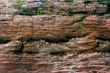 Gannet Colony on a cliff