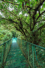 Obraz premium Suspension bridge in rainforest