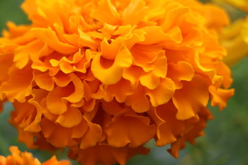 Summer background - beautiful bright yellow flowers with gentle petals