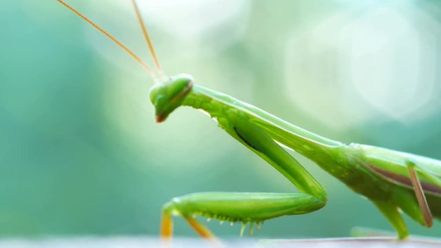 Closeup green mantis walking