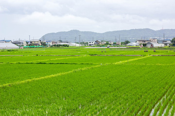 cornfield and city