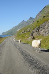 moutons au Lofoten