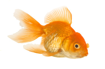 Goldfish on White Background